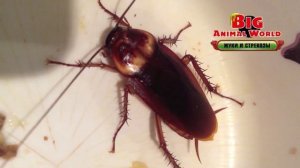 BIG ANIMAL WORLD ЖУКИ И СТРЕКОЗЫ АМЕРИКАНСКИЙ ТАРАКАН игрушки как ДЕАГОСТИНИ DEAGOSTINI распаковка