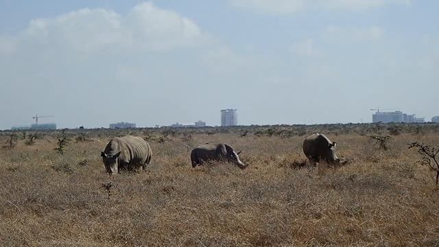 Nairobi (Kenya) - National Park смотреть онлайн