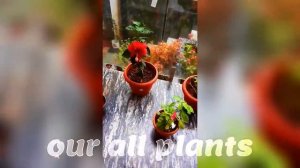 our garden video| planting hibiscus flowers 🌹🌹| #hibiscusflower