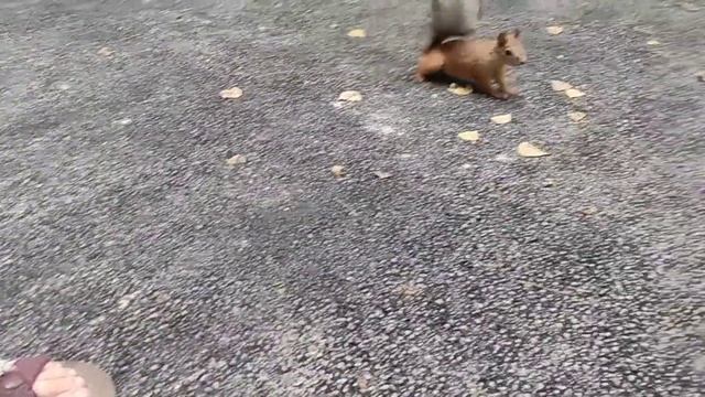 чистка бассейна, установка замка в межкомнатную дверь, кормление белок и стрижка газона смотреть онлайн