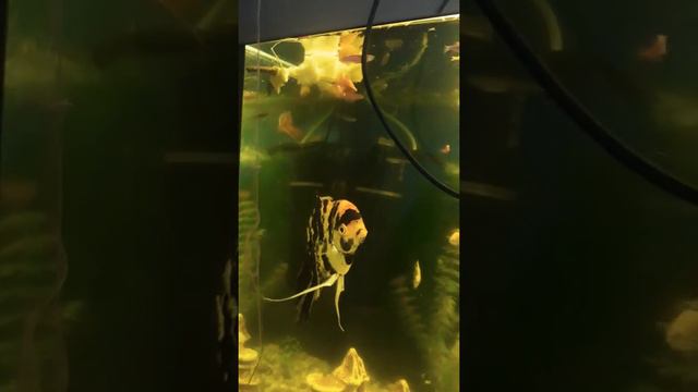 Чем кормить рыбок если корм закончился....мы часто задаём этот вопрос и вот ответ)) смотреть онлайн