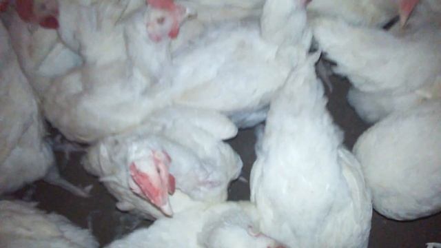 Белая птица смотреть онлайн