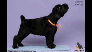 Щенки РУССКОГО ЧЕРНОГО ТЕРЬЕРА / Puppies BLACK RUSSIAN TERRIER  (Зак+Дэви) 45дн_2018