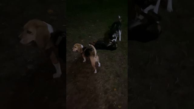 Вечерняя прогулка с Доберманом смотреть онлайн