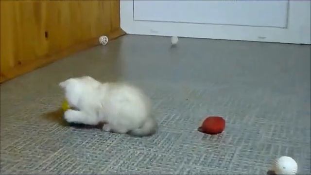 Британские котята золотого окраса.