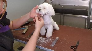 Head grooming - Short round  head a Maltese - Part 3 - Стрижка головы мальтезе