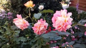 Роза Цистерсьен. флорибунда Дельбар Франция . #rose #des #Cisterciens #мойсад