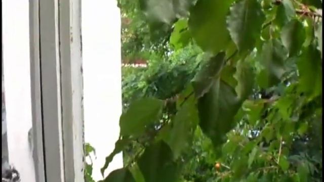 Абрикосы для кураги смотреть онлайн