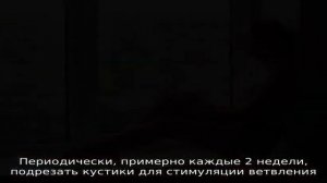 Как вырастить базилик на подоконнике — тонкости процесса для начинающих