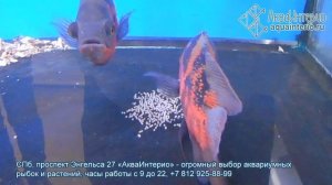 Астронотусы отложили икру прямо в торговом аквариуме: показано кто самец, а кто самка.