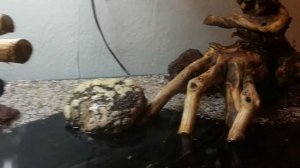 Запуск, оформление аквариума 250 л. Часть 6 Акваскейп, отличные коряги, котрастный грунт