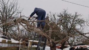 4206 Сад – обрезка плодовых  деревьев зимой