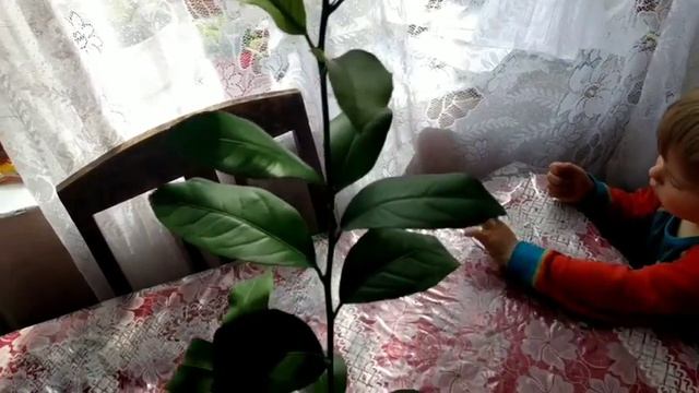 Лимоны дома круглый год. Лимон Мейер. смотреть онлайн