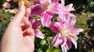 Лилии в саду. Лилия восточная махровая Мэджик Стар.