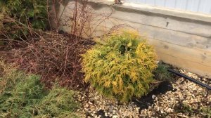 Как растут туи на Урале