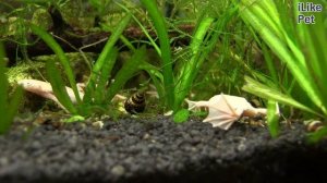 Улитка хелена Совместимость с  обитателями аквариума на ilikepet