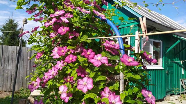 Шикарный куст клематиса. смотреть онлайн