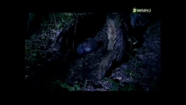 10 мало известных фактов из жизни ежей