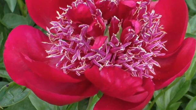 пион Walter Mains смотреть онлайн