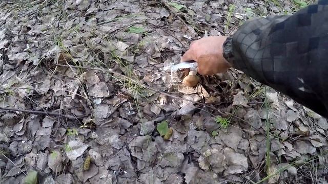 На три дороги, за обабками. смотреть онлайн