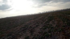 Наш рапс, сеянный прямым посевом.