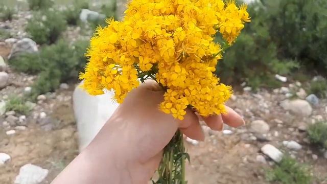 Едем на ПИКНИК/Горы  Узбекистана/Ташкент,Узбекистан
