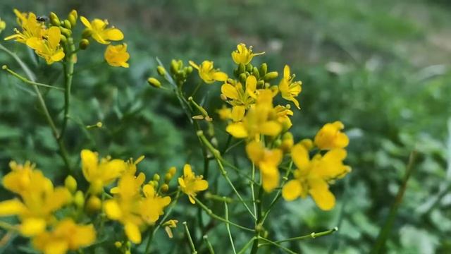 Кемпинг Парус. Август 2022 года. Одна ночь на природе смотреть онлайн