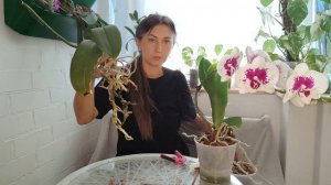 правильно Размножение и омоложение орхидеи