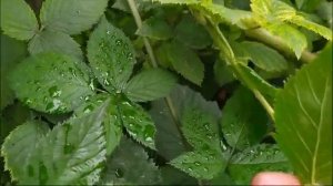 Как обрезать ЕЖЕВИКУ,чтобы ягоды были КРУПНЫМИ и все вызрели!