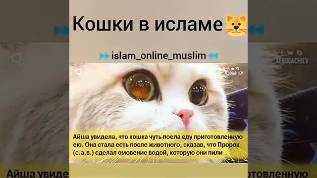 Вот что значит кошка в Исламе смотреть онлайн