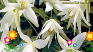 Клематис гибридный Белый лебедь (Уайт Свон). Краткий обзор, описание clematis White Swan