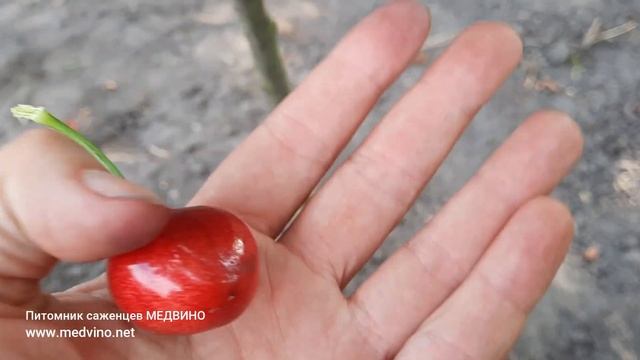Крупные сорта черешни