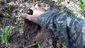 Кроты,как я избавился от кротов.