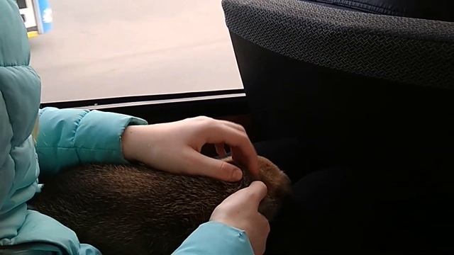 Забрали дворняжку и везём её домой  МАЛЕНЬКИЕ ЩЕНКИ ВИДЕО  Канал про животных@MagicPets