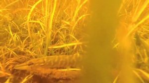 Озеро Смердье, Приморский район, Архангельская область.