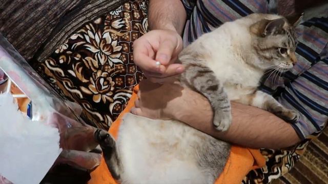 ВЛОГ: Желтый арбуз / Как мы лечим Маркиза / Все продаю смотреть онлайн