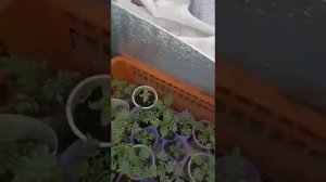 печь-буржуйка в теплице, сибирь матушка