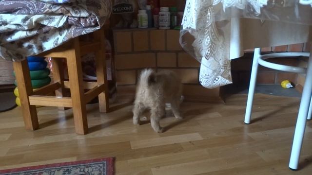 Щенок Карело финской лайки Лео 1,5 мес. смотреть онлайн