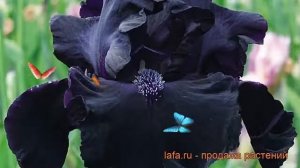 Ирис бородатый Блэк Дрэгон (iris black dragon) ? обзор: как сажать, рассада ириса Блэк Дрэгон