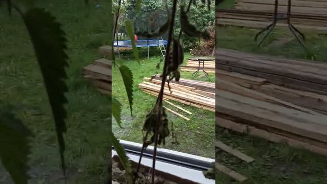 Бабочка крапивница