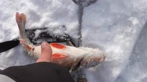 Окунь в мороз. Разловил новые гондурасы. Homemade winter spoon baits.