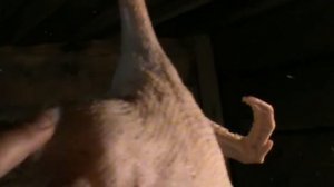 Ощип гусей парогенератором