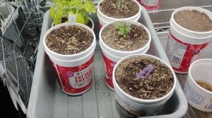 Pottage Cheese: How I use cottage cheese containers for indoor gardening