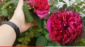 Rose Darcey Bussell Austin 2006 Роза Дарси Бассел ❤??❗ Красавица Девида Остина из ➡ Красных Лучшая