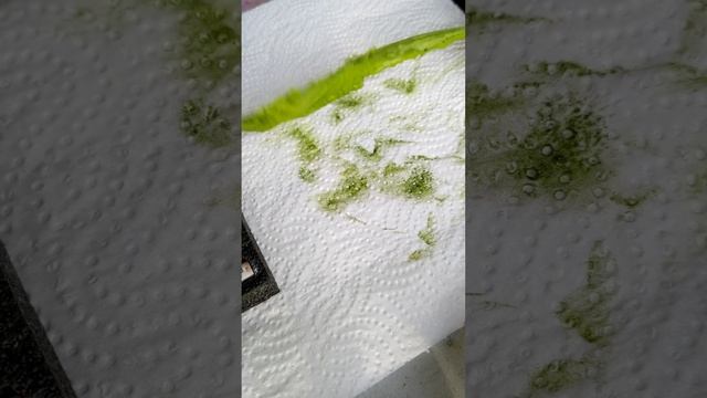 Одуванчики из холодного фарфора. Окрашивание.