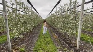 Яблоневый сад «Волшебный сад» | САМЫЕ ВКУСНЫЕ ЯБЛОКИ В КРАСНОДАРСКОМ КРАЕ