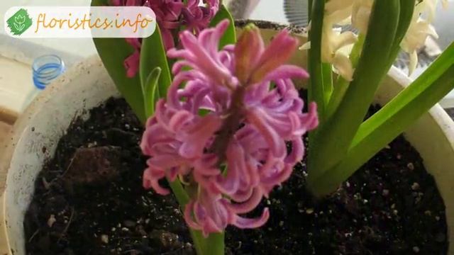 Цветы гиацинты – посадка, уход, выращивание и хранение; гиацинты после цветения смотреть онлайн