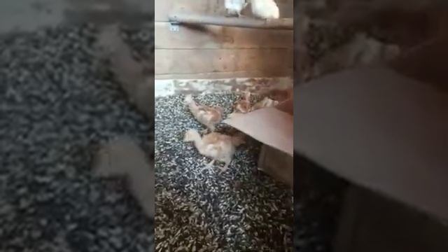 Цыплята 22 дня Новоселье. 25 мая 2021 года Корм для Цыплят Глебушка от 0 до 30 дней Рекомендуем !!! смотреть онлайн