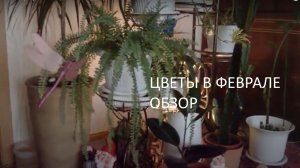 Мой зимний сад в феврале