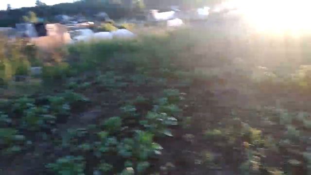 Посмотрите на мои помидоры после холодных дождей.Первая клубничка. смотреть онлайн